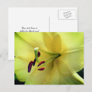 Cartão Postal Fotografia de Flor de Lírio Amarelo Pálido
