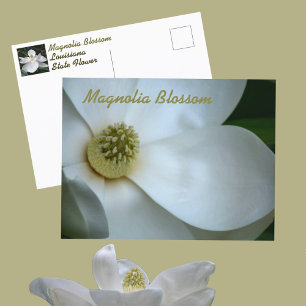 Cartão Postal Fotografia de Flor de Magnólia Branca