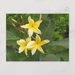 Cartão Postal Fotografia de Flor Tropical Plumeria Amarela