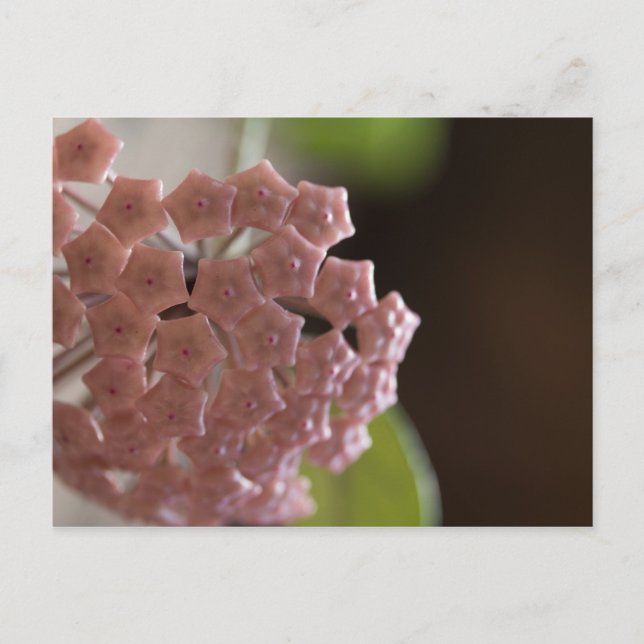 Cartão Postal Fotografia de Flores Rosa (Frente)