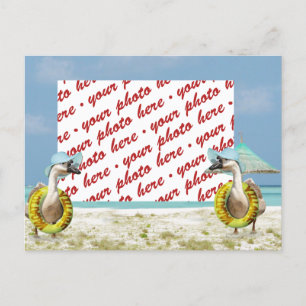 Cartão Postal Fotografia de Ganso na Férias