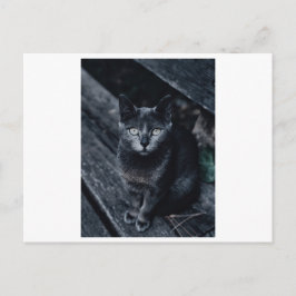 CARTÃO POSTAL FOTOGRAFIA DE GATO PRETO