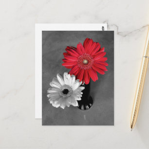 Cartão Postal Fotografia de Gerbera Margarida com Salpico de Cor