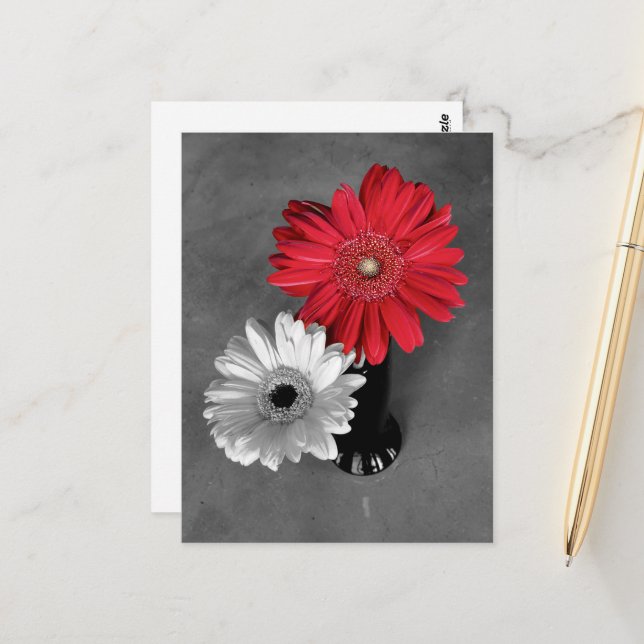 Cartão Postal Fotografia de Gerbera Margarida com Salpico de Cor (Frente/Verso In Situ)