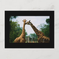 Fotografia de Girafa