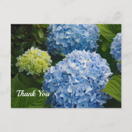Cartão Postal Fotografia de Hortênsia Azul Floral Obrigado