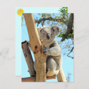 Cartão Postal Fotografia de Koala - Vida Selvagem Australiana