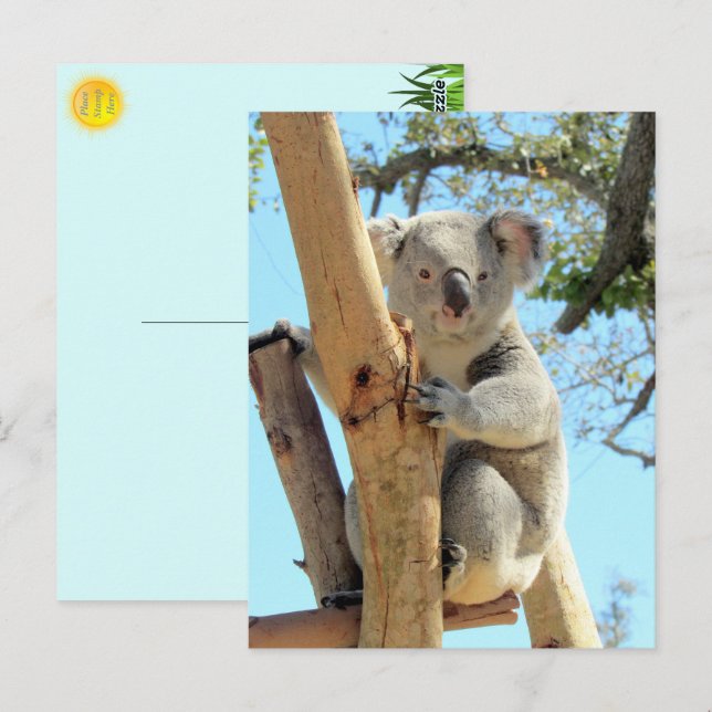 Cartão Postal Fotografia de Koala - Vida Selvagem Australiana (Frente/Verso)