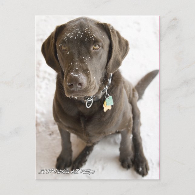 Cartão Postal Fotografia de Labrador Chocolate Fofo com Neve (Frente)