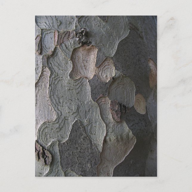 Cartão Postal Fotografia de macro de Latido de árvore (Frente)