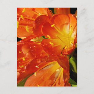 Cartão Postal Fotografia de Natureza com Flores Vibrantes em Clo