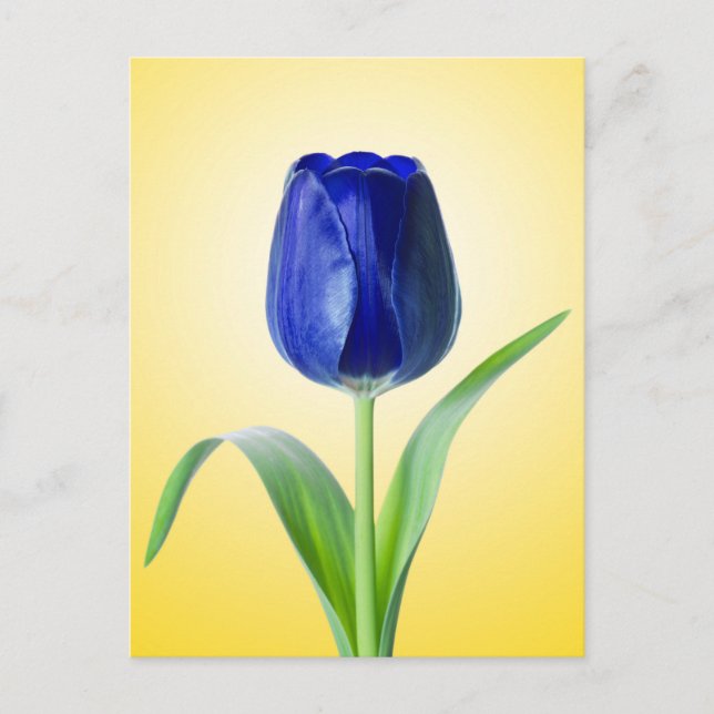 Cartão Postal Fotografia de Natureza Mínima da Tulipa Azul (Frente)