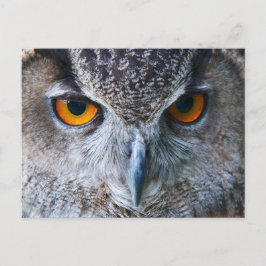 Cartão Postal Fotografia de Olhos Laranja Coruja