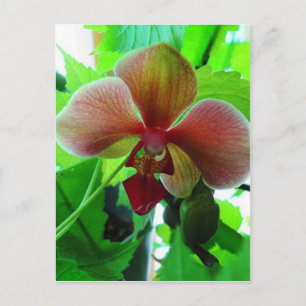 Cartão Postal Fotografia de Orquídea Exótica Linda
