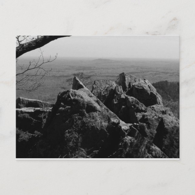 Cartão Postal Fotografia de Paisagem Florestal no Cartão-Postal  (Frente)