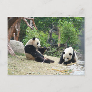 Cartão Postal Fotografia de panda gigante em um zoológico de ani