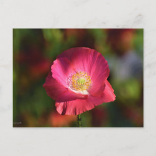 Cartão Postal Fotografia de Papoula Rosa ao Sol