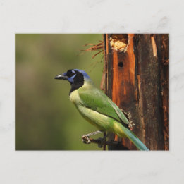 Cartão Postal Fotografia de Pássaro Colorido do Green Jay