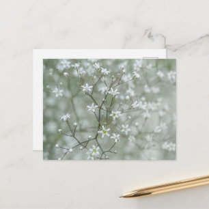 Cartão Postal Fotografia de Planta de Flor de Bebê Respiração Bo