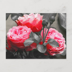 Cartão Postal Fotografia de Pop de Cor da Flor Rosa Rosa Rosa Ro
