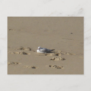 Cartão Postal Fotografia de Praia Sydney Seagull