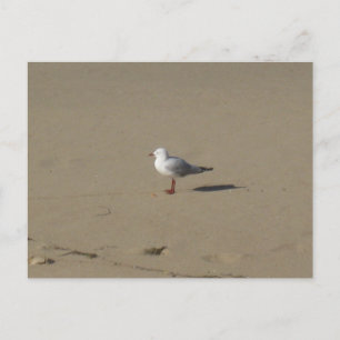 Cartão Postal Fotografia de Praia Sydney Seagull