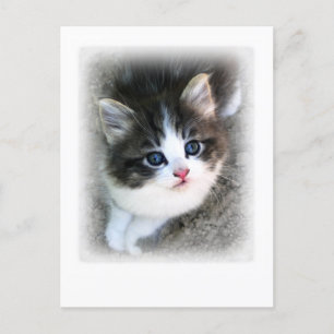 Cartão Postal Fotografia de retrato de Kitten SUPER CUTE