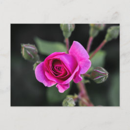 Cartão Postal Fotografia de Rosa Rosa e Botões em Cartão-Postal