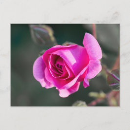 Cartão Postal Fotografia de Rosa Rosa e Botões em Cartão-Postal