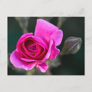 Cartão Postal Fotografia de Rosa Rosa e Botões em Cartão-Postal