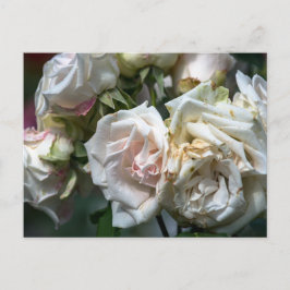 Cartão Postal Fotografia de Rosas Brancas em Flor no Cartão-Post