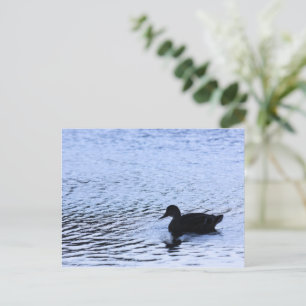Cartão Postal Fotografia de Rugas na Água do Lago de Vida Selvag