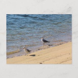 Cartão Postal Fotografia de Sydney com Gaivota na Praia com Água
