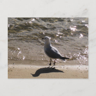 Cartão Postal Fotografia de Sydney Gaivota com Água Iluminada pe