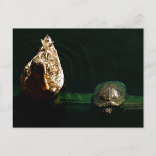 Cartão Postal Fotografia de Tartaruga e Pato