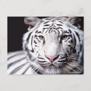 Cartão Postal Fotografia de Tigre Branco
