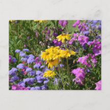 Fotografia de um monte de lindas flores coloridas