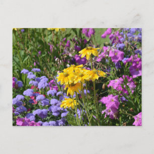 Cartão Postal Fotografia de um monte de lindas flores coloridas