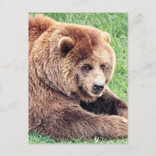 Cartão Postal Fotografia de Urso Marrom Fofo