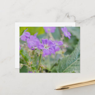 Cartão Postal Fotografia de Verão de Flor Silvestre de Gerânio R