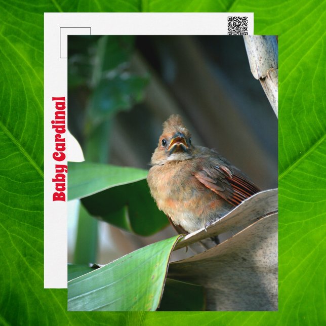 Cartão Postal Fotografia de vida selvagem de Cardinal bebê Fofo (Criador carregado)