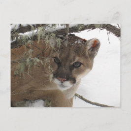 Cartão Postal Fotografia de Winter Snowy Cougar (Puma Concolor)