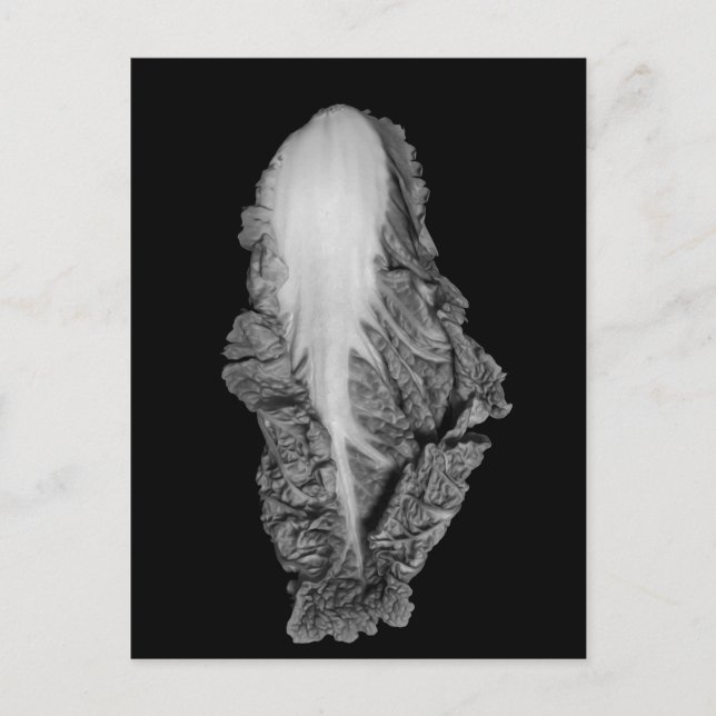 Cartão Postal Fotografia do Retrato de Lixo Napa (Frente)