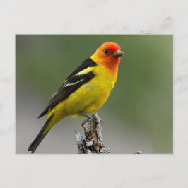 Cartão Postal Fotografia do Tanager Ocidental