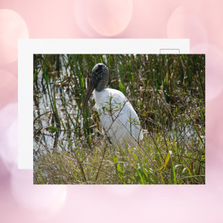 Cartão Postal Fotografia do Woodstork Florida Wetlands