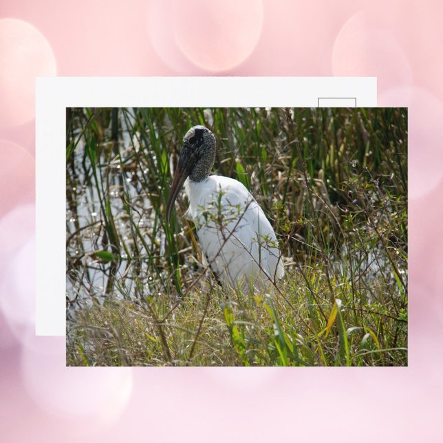 Cartão Postal Fotografia do Woodstork Florida Wetlands (A postcard with a photograph of a wood stork bird.)