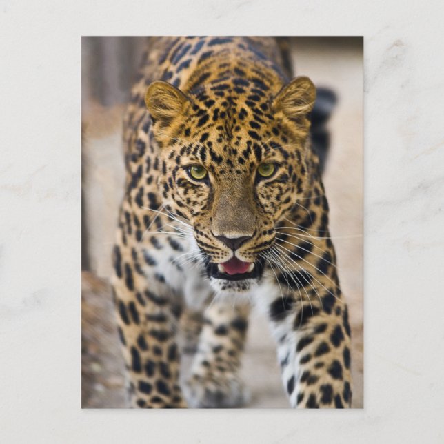 Cartão Postal Fotografia em Execução de Leopard (Frente)