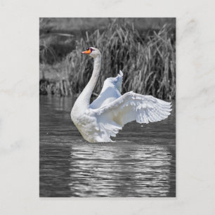 Cartão Postal Fotografia em preto-e-branco Swan
