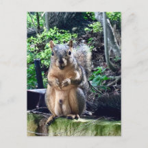 Fotografia Engraçada de Esquilo Macho Animal Nozes