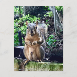 Cartão Postal Fotografia Engraçada de Esquilo Macho Animal Nozes